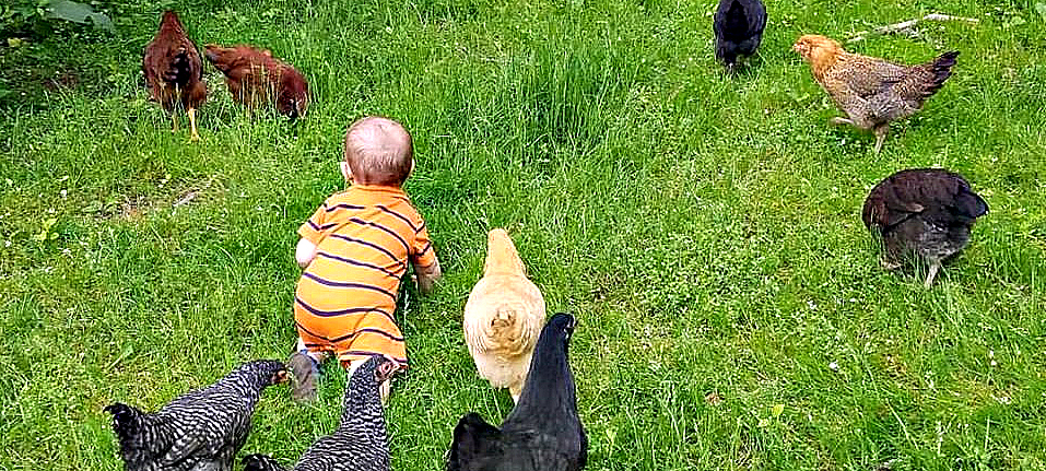 Baby with chicken flock